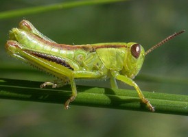 Differential Grasshopper